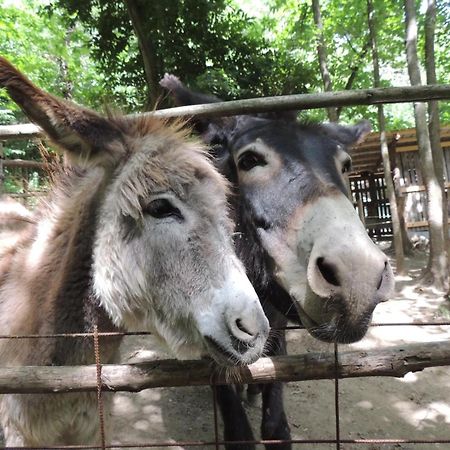 Hotel Agricamping Le Terrazze Orco Feglino Zewnętrze zdjęcie