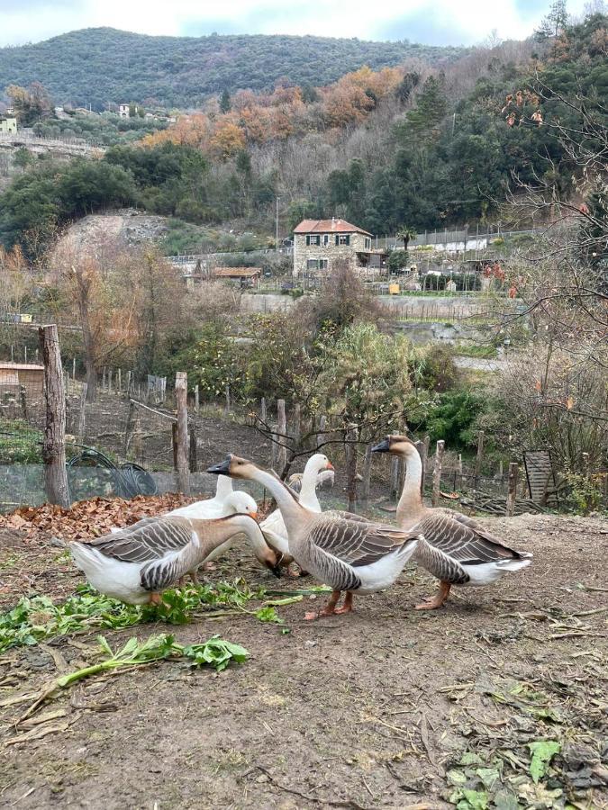 Hotel Agricamping Le Terrazze Orco Feglino Zewnętrze zdjęcie
