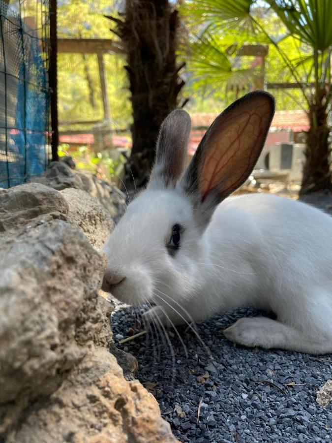 Hotel Agricamping Le Terrazze Orco Feglino Zewnętrze zdjęcie