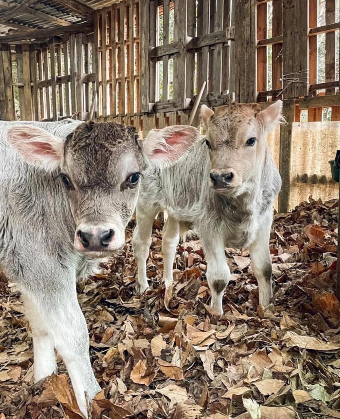 Hotel Agricamping Le Terrazze Orco Feglino Zewnętrze zdjęcie