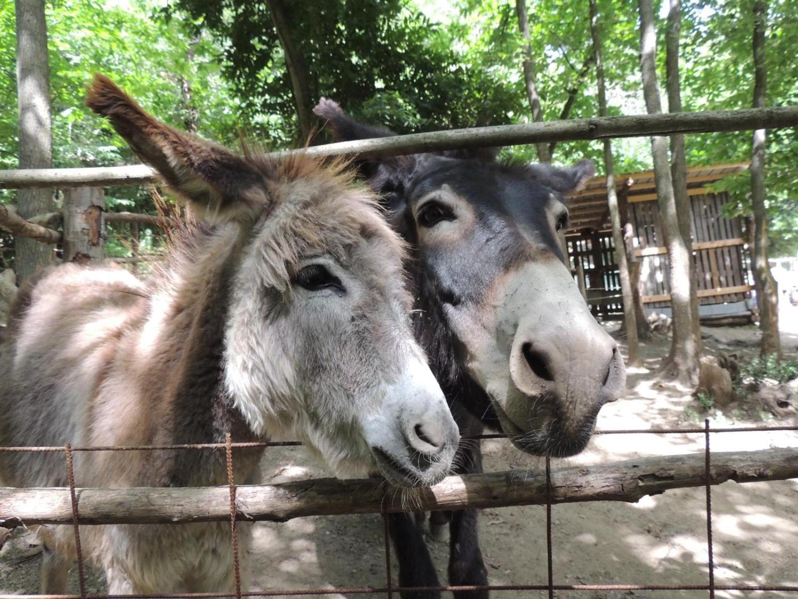 Hotel Agricamping Le Terrazze Orco Feglino Zewnętrze zdjęcie